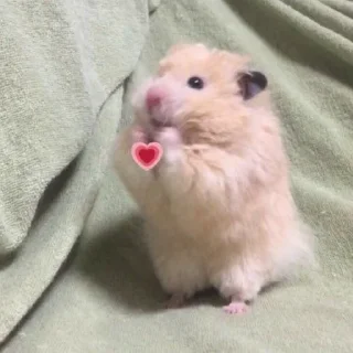 💗 emoji pakipoki5 Telegram sticker 8 of 63