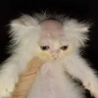 Sticker from Моня думает это смешно
