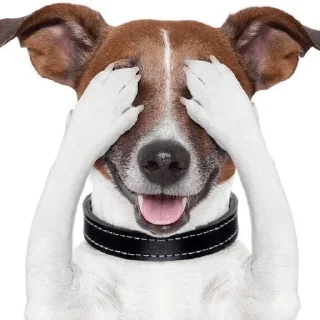 😵‍💫 emoji собаки нахуй Telegram sticker 21 of 37