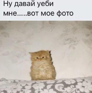 🥺 emoji cats Telegram sticker 8 of 68