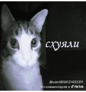 Sticker from Мемы