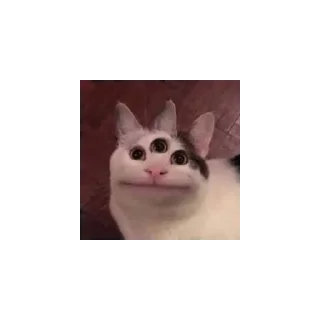 👁️ emoji Beluga Telegram sticker 5 of 10