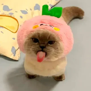 Sticker from Silly cat