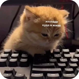 Sticker from Мемные пикчи @TgEmodziBot