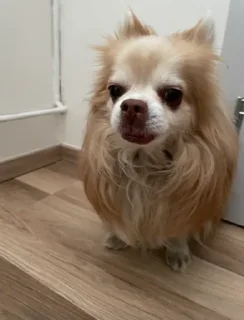 Sticker from Doggo