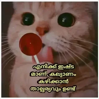 😻 emoji @PURRFECT_HUMAN's Pack Telegram sticker 11 of 97