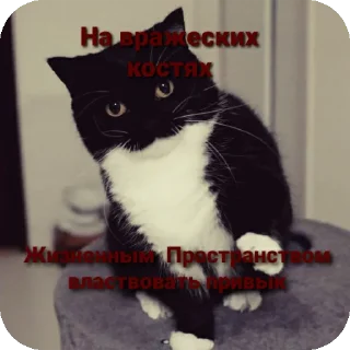 🐱 emoji Aryan cats Telegram sticker 11 of 51