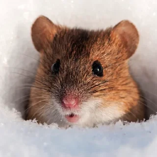 😦 emoji Мышиная гвардия Telegram sticker 16 of 16