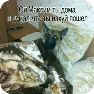 🐶 emoji апельсин Telegram sticker 6 of 66