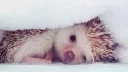 Sticker from hedgehog