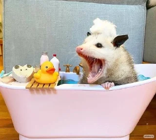 🛁 emoji Opossum Telegram sticker 17 of 86