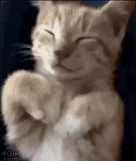 🌟 emoji Українські коти Telegram sticker 13 of 47