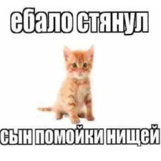 🐱 emoji Злые коты Telegram sticker 11 of 17