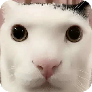 🐱 emoji СТАРЫЙ БОГ Telegram sticker 18 of 30