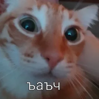 😶 emoji Kamhatska_skatina Telegram sticker 5 of 120