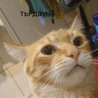 😐 emoji Kamhatska_skatina Telegram sticker 24 of 120