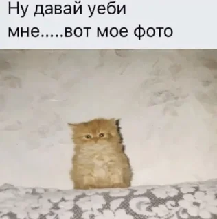 👊 emoji їбуча кіця Telegram sticker 18 of 52
