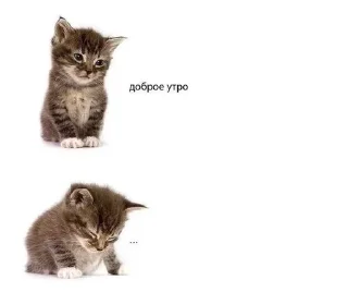 ☀ emoji їбуча кіця Telegram sticker 20 of 52