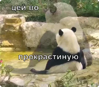 🐼 emoji цей во... @solovyy Telegram sticker 23 of 38