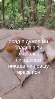 Sticker from маи бибязяначки 3 @Packek