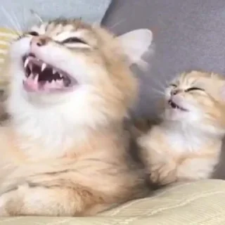 🤣 emoji Тай таке 🤌🏻 Telegram sticker 18 of 120