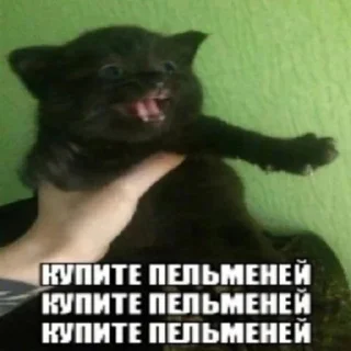 🤑 emoji Кис кис Telegram sticker 17 of 21