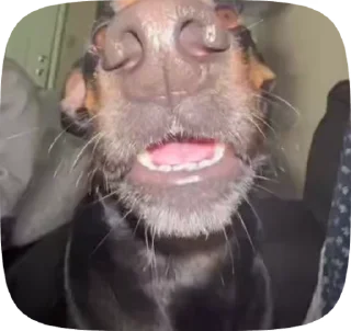 🐶 emoji Рандом видео Telegram sticker 5 of 27