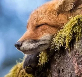 😴 emoji foxes🦊🧡 Telegram sticker 20 of 32