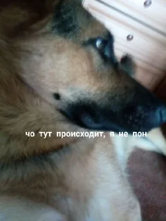😳 emoji Жёская собака Telegram sticker 1 of 16