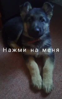 👉 emoji Жёская собака Telegram sticker 14 of 16