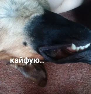 🥳 emoji Жёская собака Telegram sticker 9 of 16