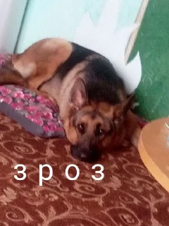 😳 emoji Жёская собака Telegram sticker 16 of 16