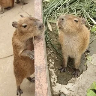 🌿 emoji Capybaras Telegram sticker 6 of 39