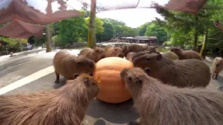 🎃 emoji Capybaras Telegram sticker 8 of 39