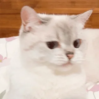 🤢 emoji Nana the charming cat Telegram sticker 24 of 26