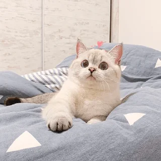😐 emoji Nana the charming cat Telegram sticker 8 of 26
