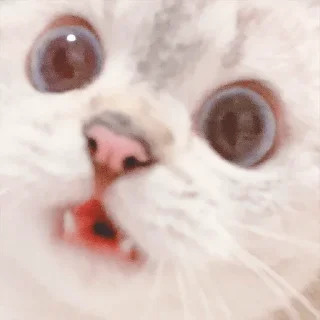 😦 emoji Nana the charming cat Telegram sticker 17 of 26