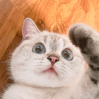 😯 emoji Nana the charming cat Telegram sticker 19 of 26