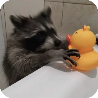 🦝 emoji Еноты :: @CerAnt Telegram sticker 21 of 106