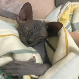 👻 emoji Кишки, котёнки Telegram sticker 10 of 14