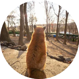 ☀️ emoji 🦊 лисики 🦊 Telegram sticker 22 of 54