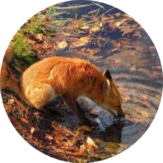 💧 emoji 🦊 лисики 🦊 Telegram sticker 6 of 54