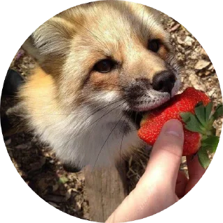 🍓 emoji 🦊 лисики 🦊 Telegram sticker 5 of 54