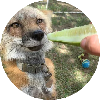 🥒 emoji 🦊 лисики 🦊 Telegram sticker 16 of 54