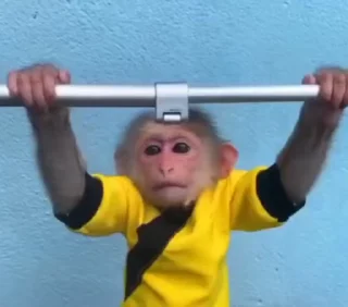 🌟 emoji MonkeyZ 4 by @ponmonkygifs Telegram sticker 23 of 68