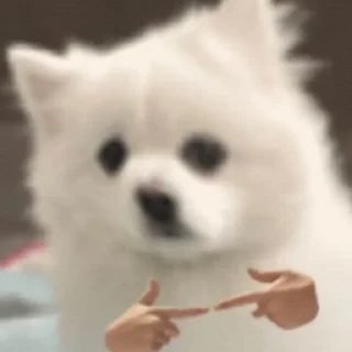 🐾 emoji Samoyed (@puppy_lee) Telegram sticker 8 of 77