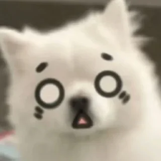 🐾 emoji Samoyed (@puppy_lee) Telegram sticker 23 of 77
