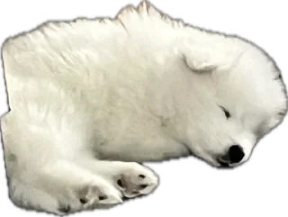 🫥 emoji Samoyed Telegram sticker 5 of 21
