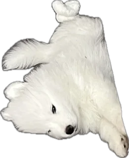 🫥 emoji Samoyed Telegram sticker 6 of 21