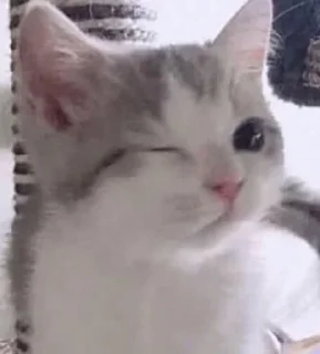 💗 emoji Котики уву Telegram sticker 9 of 50